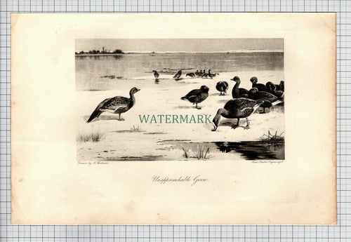 (8429) Unapproachable Geese A Thorburn  - 1898 Print