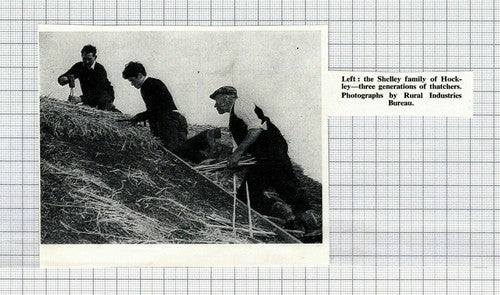 Shelley Family Thatchers Hockley Essex -   1967 Cutting
