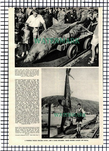 Mrs Bob Dyer Tiger Shark Moreton Bay Brisbane Australia - 1953 Article