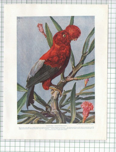 (182) Blood Red Cock Of The Rock Bird -  c.1920s Book Print