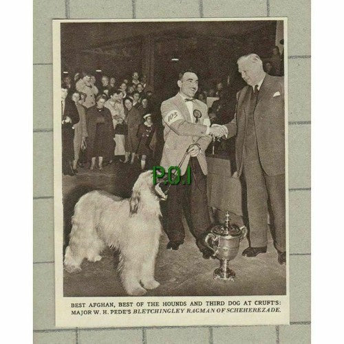 Crufts Major W H Pede BLETCHINGLEY RAGMAN OF SCHEHEREZADE Afghan  -1961 Clipping
