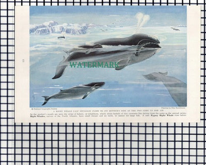 (7890) Sei Whale  / Blue Whale & Calf  - 1940 Book Print