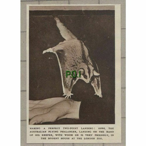 C249) Oppo The Australian Flying Phalanger London Zoo - 1951