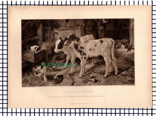 The Dog In The Manger Walter Hunt James Dobie  - 1891 Print  / Etching