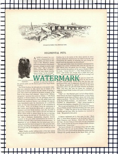X1664) Regimental Pets Derby Plassey Royal Madras 1st Seaforth - c.1892 Article