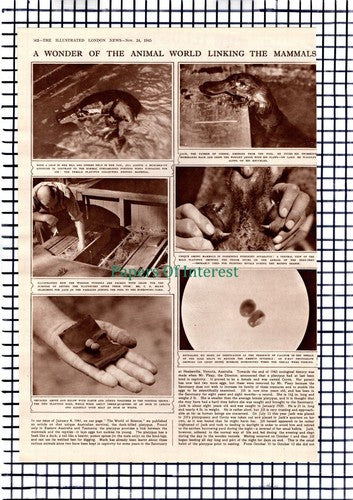 David Fleay Platypus Colin Mackenzie Sanctuary Healesville -1945 Article / Print