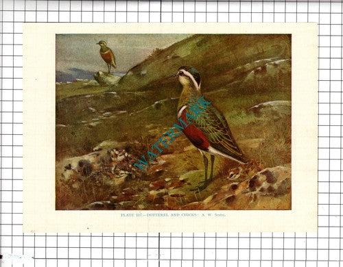 DOTTEREL  A W Seaby - 1966 Bird Book Print