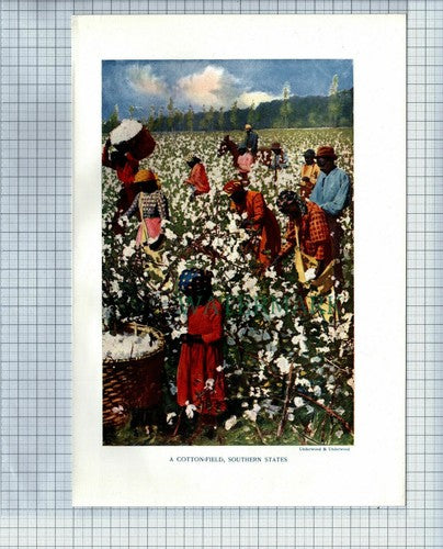 (7628) Cotton Field Pickers Southern States  - 1906 Print