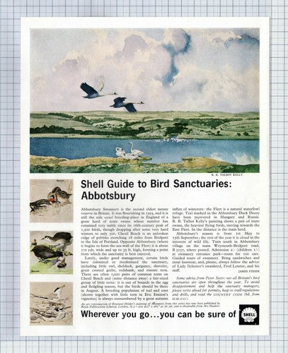 (5484) Abbotsbury Bird Sanctuary Shell    - 1966 Clip