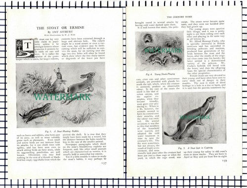 (7643) The Stoat Or Ermine Amy Astbury -   c.1911   4-Side Article