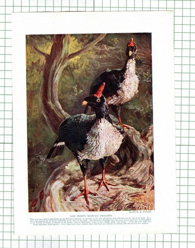 (187) Lord Derby's Mountain Pheasant Horned Curassow -  c.1920s Book Print