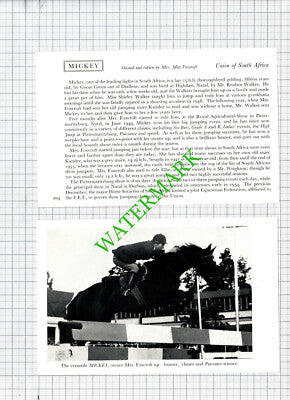 Mrs May Foxcroft Horse MICKEY South Africa Reuben Walker -  1950s 2-Part Cutting