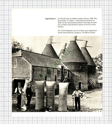 9046) Seddlescombe Farm Sussex Hop Drying - Cutting