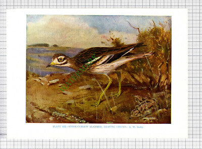 8379) STONE CURLEW A W Seaby - 1966 Bird Book Print