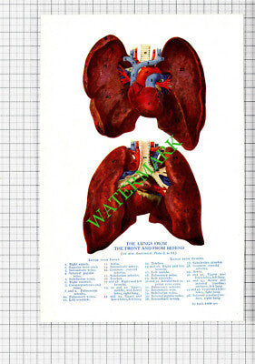 THE LUNGS  -  Small Antique Human Body Medical Print c.1915