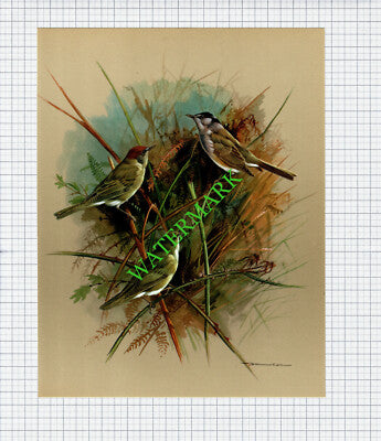 Blackcap  Garden Warbler  Basil Ede  - 1960s Bird Print