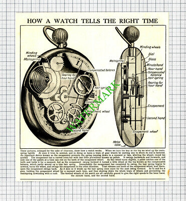 How A Watch Tells The Time - c.1930s Cutting / Print