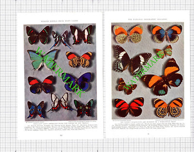 Butterflies Butterfly - 1936 TWO Cuttings / Prints