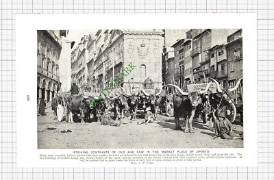 Oporto Portugal   - c.1930s Cutting / Print