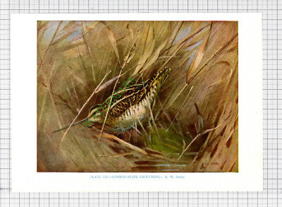 9598) COMMON SNIPE  A W Seaby - 1966 Bird Book Print