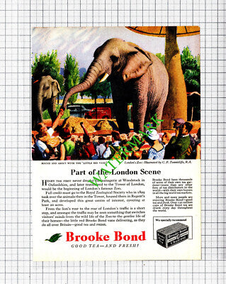 London Zoo Brooke Bond Tea Small Advert  - 1959 Cutting