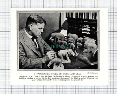 C5927) Dr F C Clark Southern Californian Academy Of Sciences Elephants c.1950