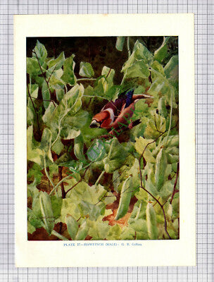 9567) HAWFINCH  G E Collins - 1966 Bird Book Print