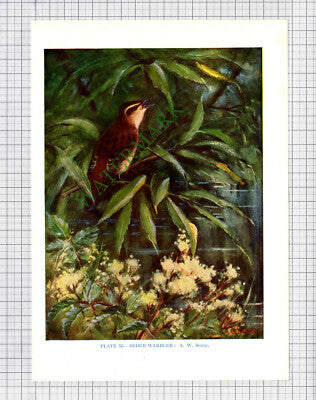 9586) SEDGE WARBLER  A W Seaby  - 1966 Bird Book Print