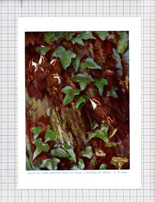 9554) TREE CREEPER   A W Seaby - 1966 Bird Book Print