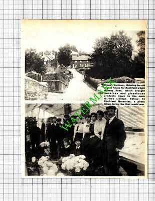 Stoney Common Rochford Road Nurseries Stansted Essex - 1974 Cutting
