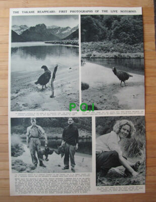 (X128) The Takahe Notornis Miss J L Telfer N McCrostie Dr G B Orbell 1949 Clip