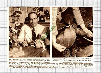 C2287) Wisley Gardens Mr F E W Hangar  - 1952 Cutting