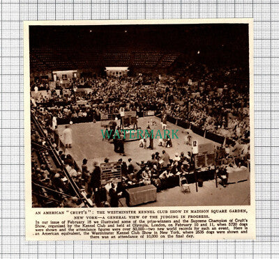 C5048) Westminster Kennel Club Show Madison Square Garden Dog - 1950 SMALL Clip