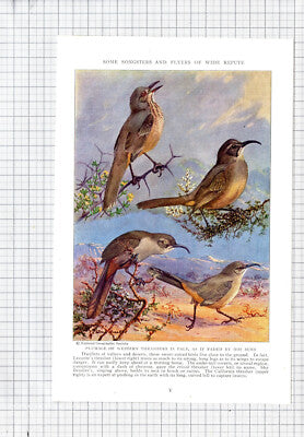 Lecontes's Thrasher California Bird Allan Brooks - c.1936 Book Print / Cutting