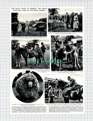 X883) Royal Show Windsor R Lester Clifford Nicholson Dartmoor Pony - 1954 Clip