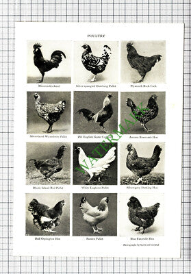 Poultry -  Small Print  1935