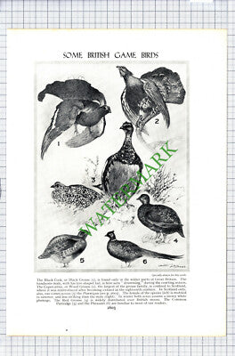 British Game Birds Grouse Pheasant Partridge - c.1930s Cutting / Print