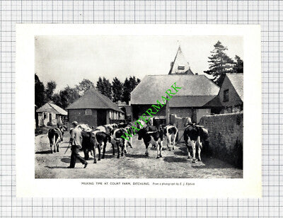 Court Farm Ditchling Sussex - 1956 Cutting