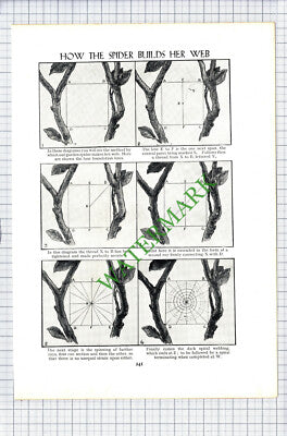 How The Spider Builds A Web - c.1920s Cutting / Print