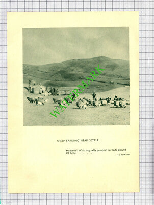Settle Yorkshire Sheep Farming -- c.1930s Book Print