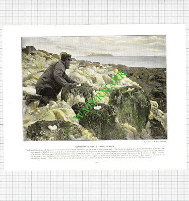 Oxford / Farne Islands Cormorants Nests - c.1900 Book Print