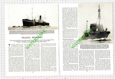 Pelagic Whaling Ships Sir James Clark Ross Southern Maid  - 1930s Article