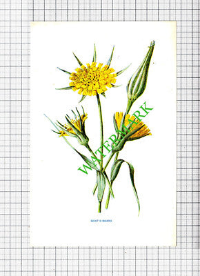 GOAT'S BEARD Botannical Flower Plant PRINT  -   c.1900 Small Print