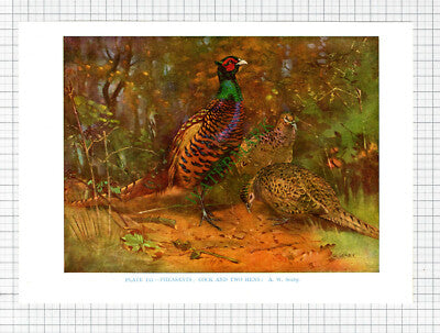 PHEASANT  Bird  A W Seaby  - c.1960s Book Print