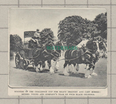 C4060) Messrs Young & Company Brewery Wandsworth Horse Competition - 1951 Clip