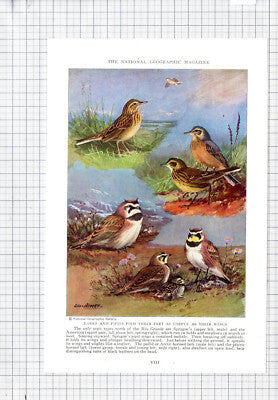 Lark Pipit  Bird  Allan Brooks - c.1936 Book Print / Cutting