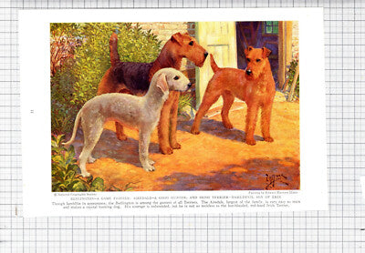 Bedlington Terrier Airedale  Edward Herbert Miner - c.1936 Book Print /Cutting