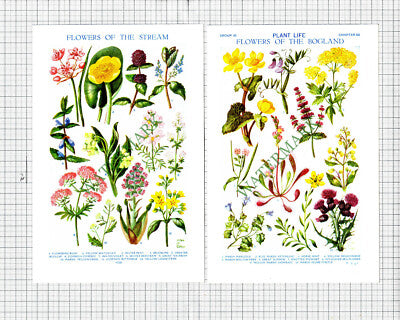 Wild Flowers Hilda M Coley  - c.1940s Cutting / Prints