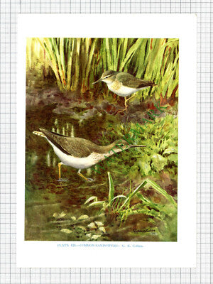 COMMON SANDPIPER Bird  G E Collins  - c.1960s Book Print