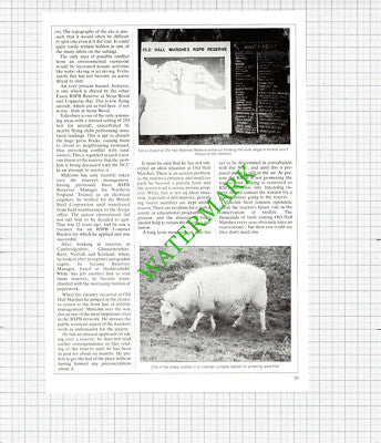 Malcolm Stott Warden Old Hall Marshes RSPB Reserve Essex - 1989 Article